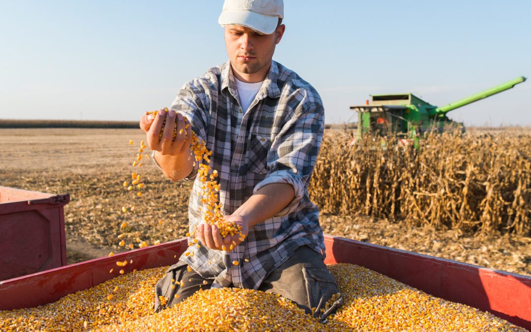 Kansas Farmers Get $218 Million in GMO Corn Lawsuit