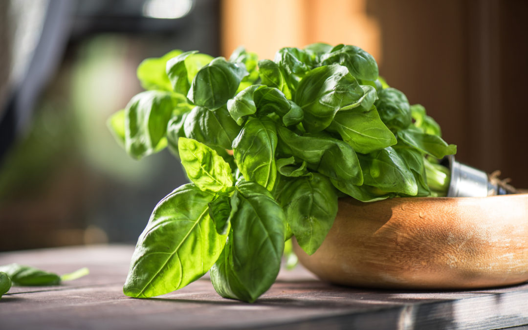 Basil Recalled in 10 States for Risk of Cyclospora Parasite Infections