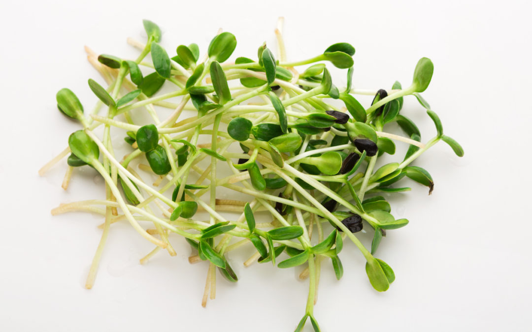 Florida Whole Foods Markets Recall Bean Sprouts for Listeria Risk