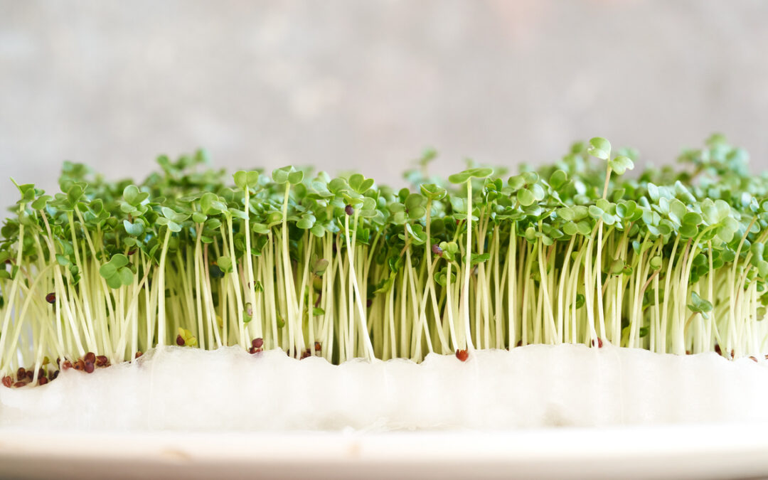 Broccoli Sprouts Salmonella Lawsuit