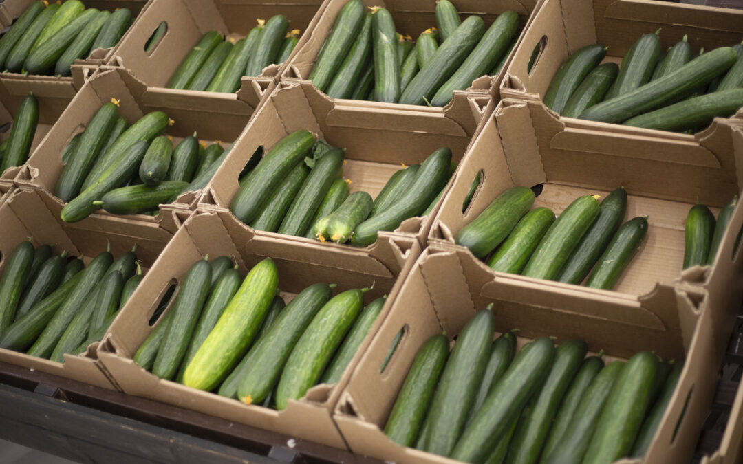 Fuentes Farms Recalls Cucumbers Sold in Texas for Salmonella