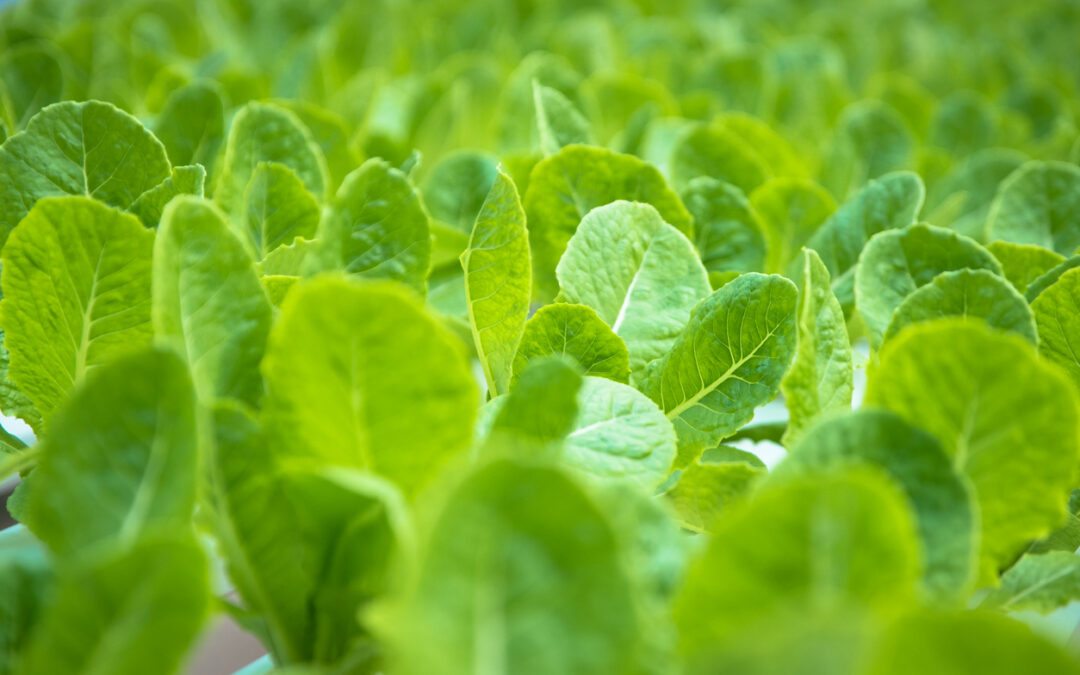 Green Life Farms Arugula Salmonella Lawsuit
