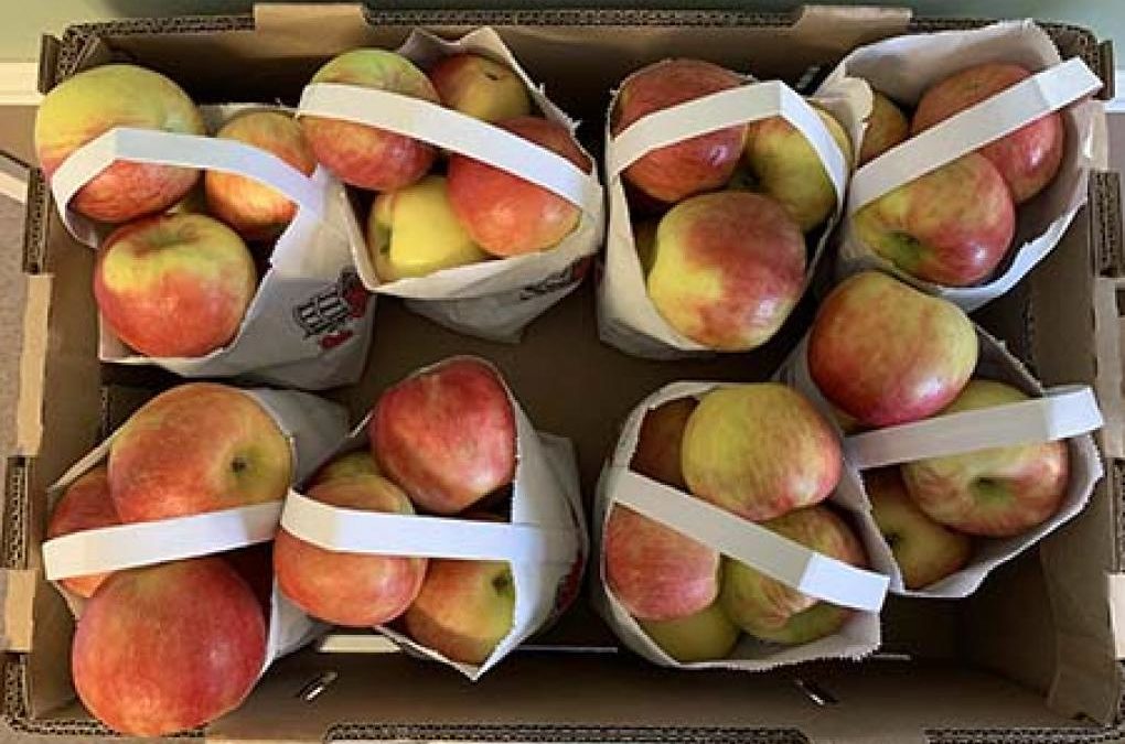 Michigan Apples Recalled in 8 States for Listeria Risk