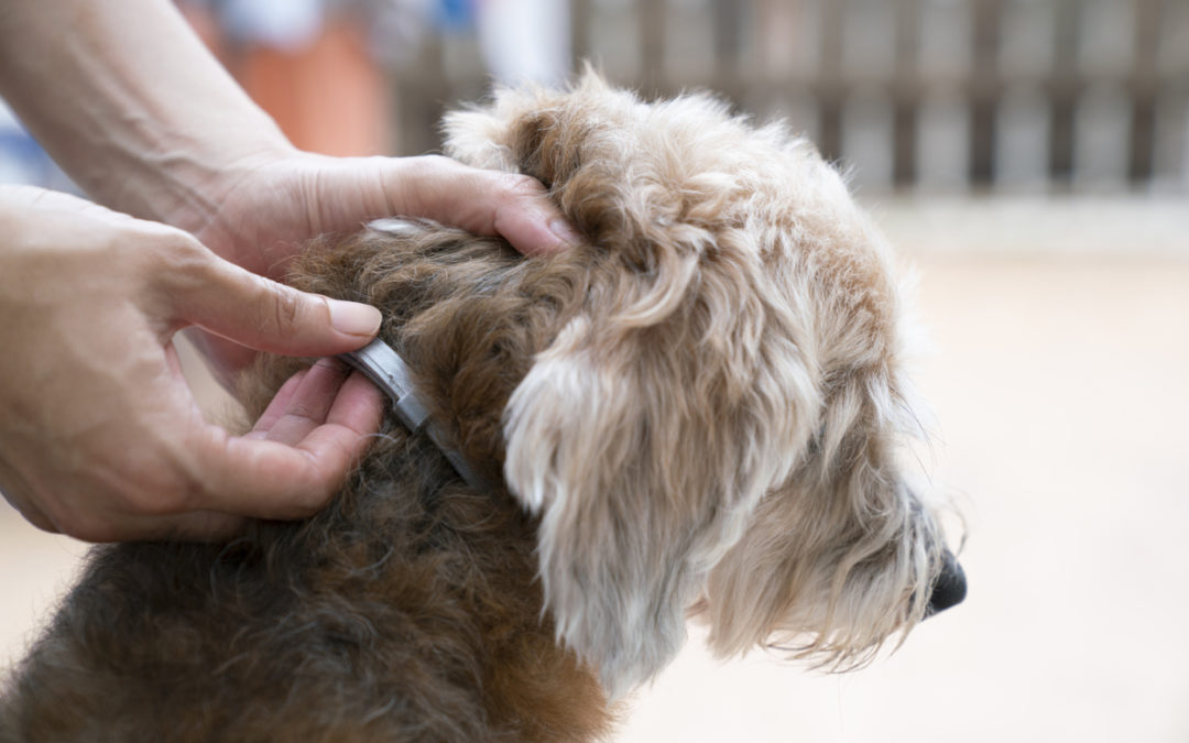 Seresto Flea & Tick Collar Linked to 1,700 Pet Deaths, 1000 Human Illnesses